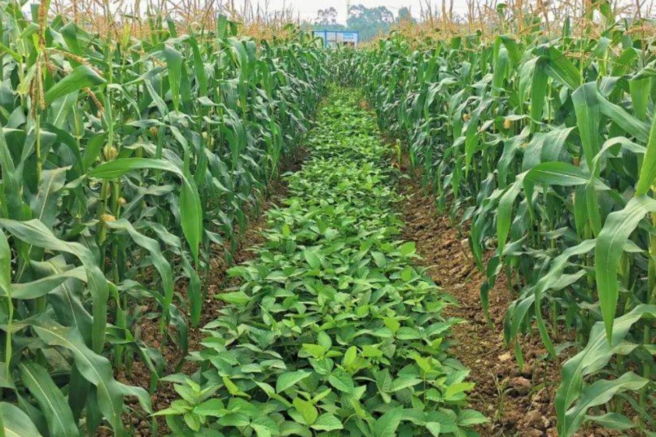 青贮玉米种植这些技术要掌握_北京禾佳源农业科技股份有限公司