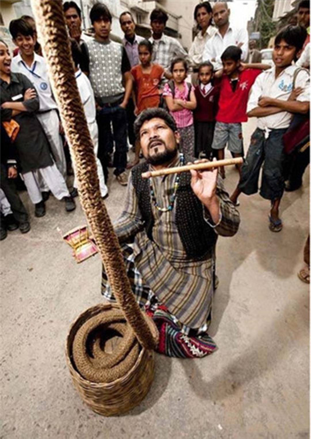 原创传说中的神仙索苏州疑似一蝙蝠悬空两日被一根线挂在半空