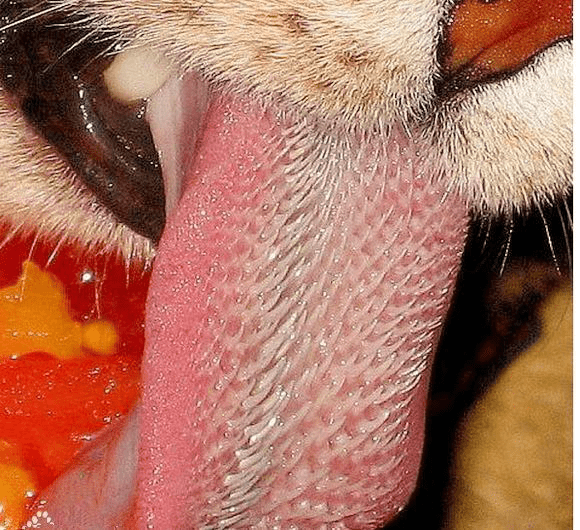豹子的舌头图片图片
