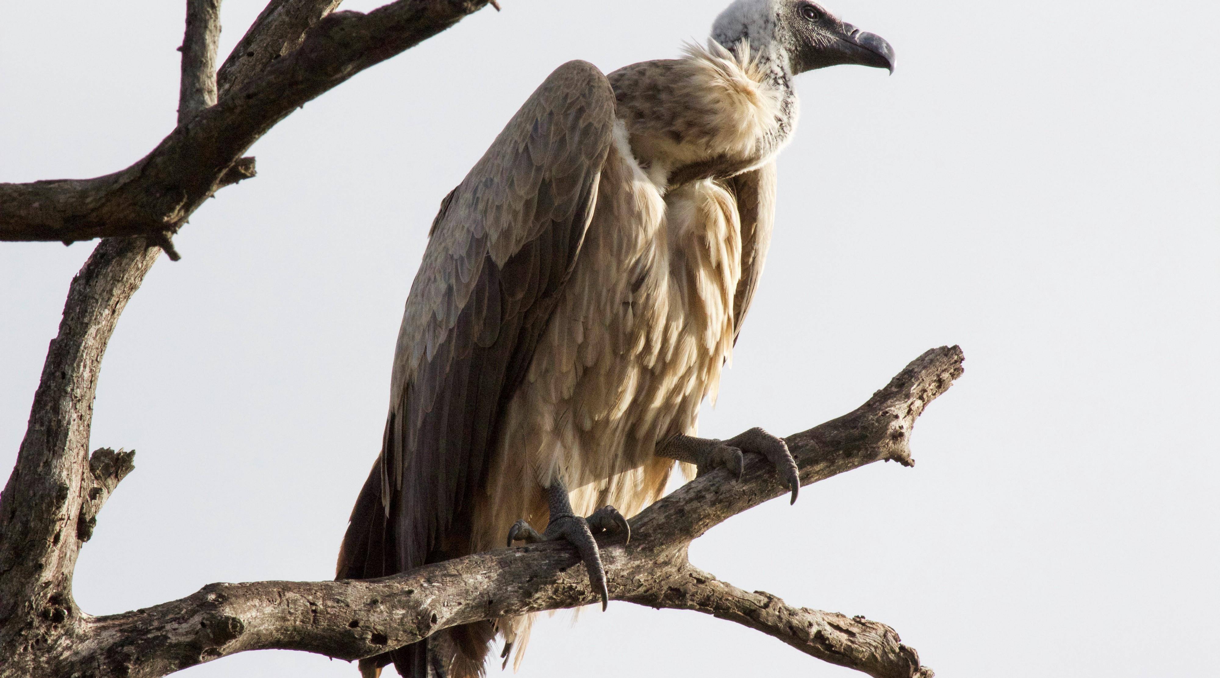 非洲秃鹫连续出现大死亡事件,百毒不侵的草原清道夫怎么了?