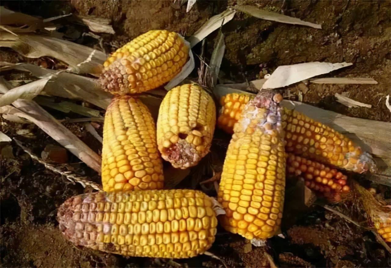 猪病知识小课堂-霉玉米中毒_饲料_黄曲霉菌_防治