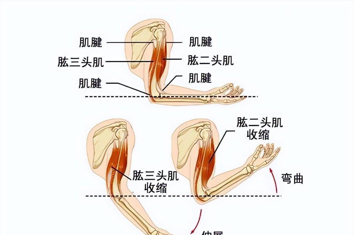 原创如何高效练手臂了解手臂肌肉结构及特点7个动作练出麒麟臂