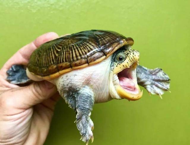 乌龟咬人嘴巴搞笑图图片