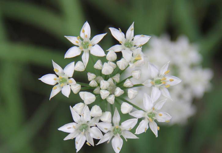 韭菜花是威尔士的国花,代表了当地人对自己国家的热爱,用来纪念威尔士