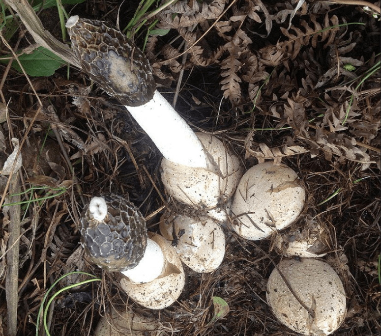 原来这些东西并不是什么怪蛋,而是一种名叫鬼笔蘑菇的担子菌,是一种