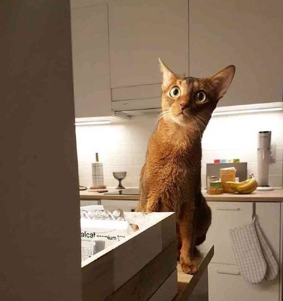 这种猫咪可能被哈士奇给附体了,举手投足间都像成了精的表情包_哈士奇