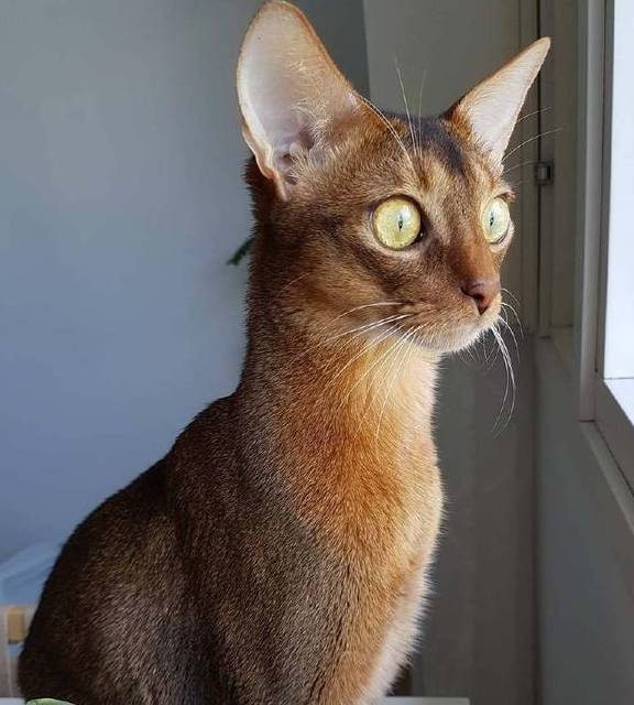 这种猫咪可能被哈士奇给附体了,举手投足间都像成了精的表情包_哈士奇