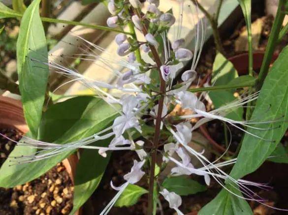 原创农村俗称肾草遇到赶紧挖回家如今很稀少是打结石良方