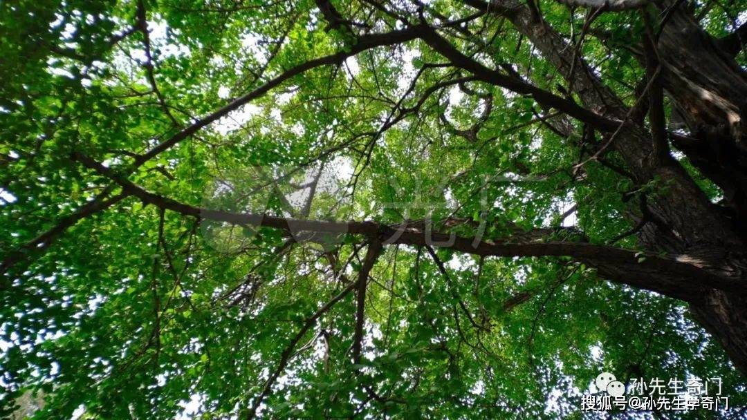 八字入门之甲木日干喜忌