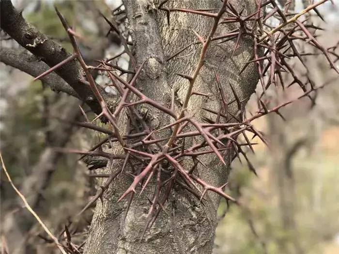农村一种树农家人曾当洗衣粉用如今价值珍贵您家有吗
