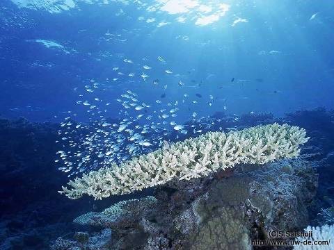 海底矿产图片图片