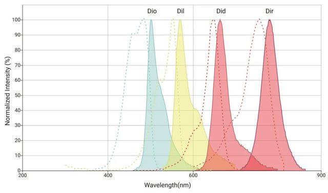 dio, dil, dir, did等的光谱图和实验流程讲解_荧光_细胞膜_染色