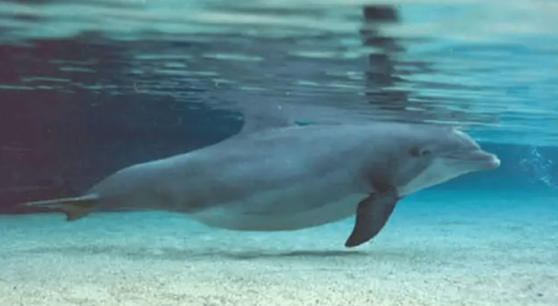 海豚的生殖缝正面图片图片