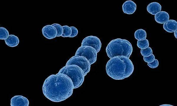 風溼熱(rheumatic fever,rf)是因咽喉部感染a組乙型溶血性鏈球菌後