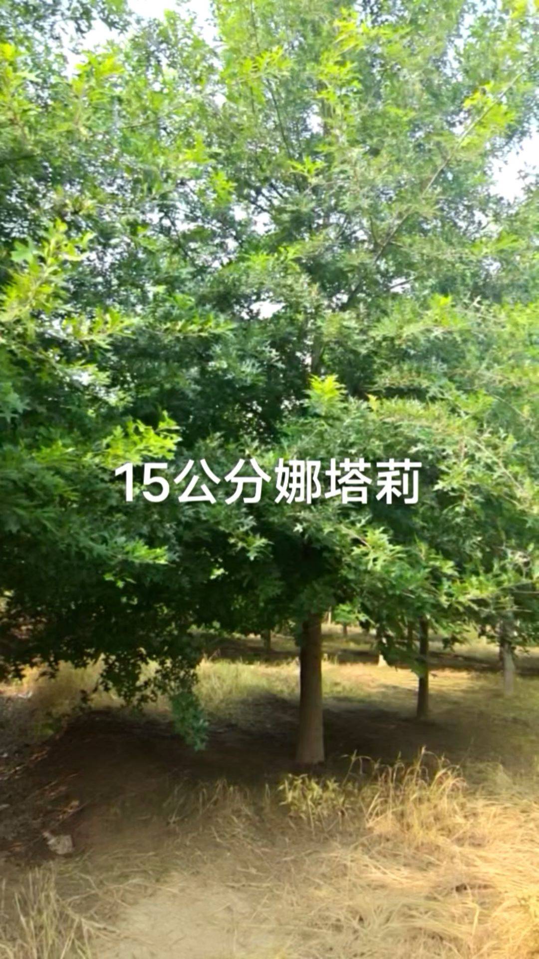 苗木直卖:娜塔莉15公分,需要速来联系_娜塔莉_苗木