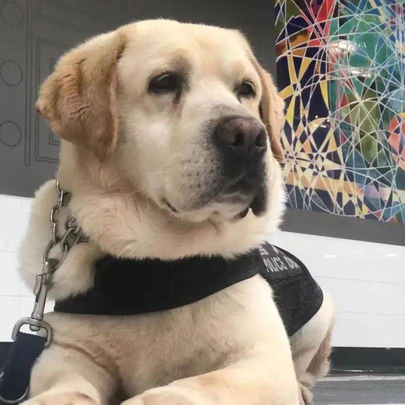 暮色英雄,退役警犬的幸福生活!_神风_生米_训练