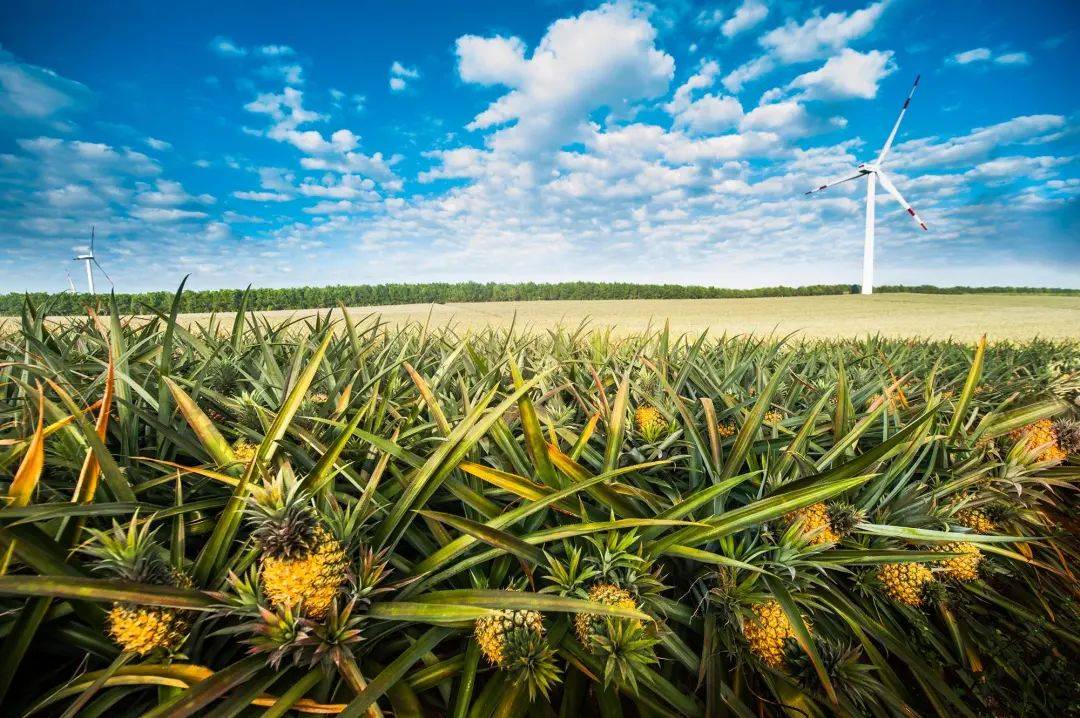 台湾凤梨禁运,徐闻现代农业产业园如何赚一波盆满钵满?