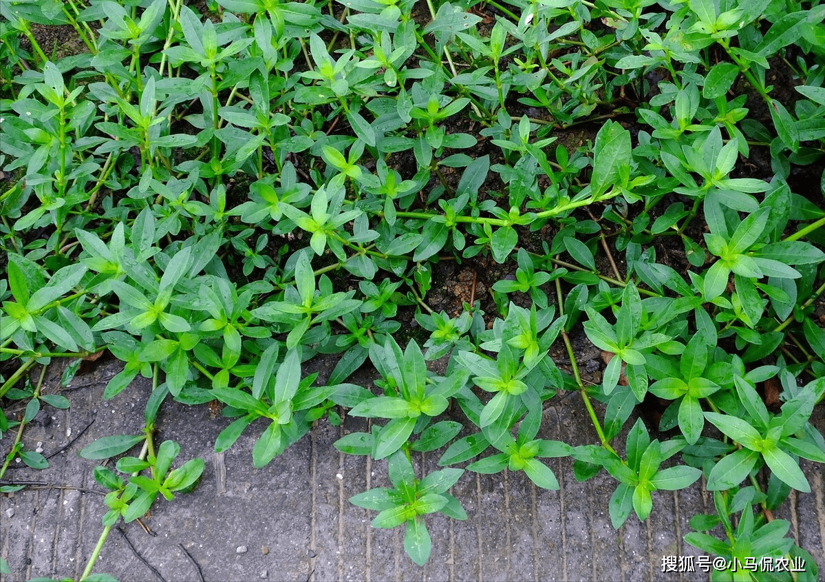 农村泛滥的水花生耗资2亿难清理,粉身碎骨还能活,一只虫子搞定