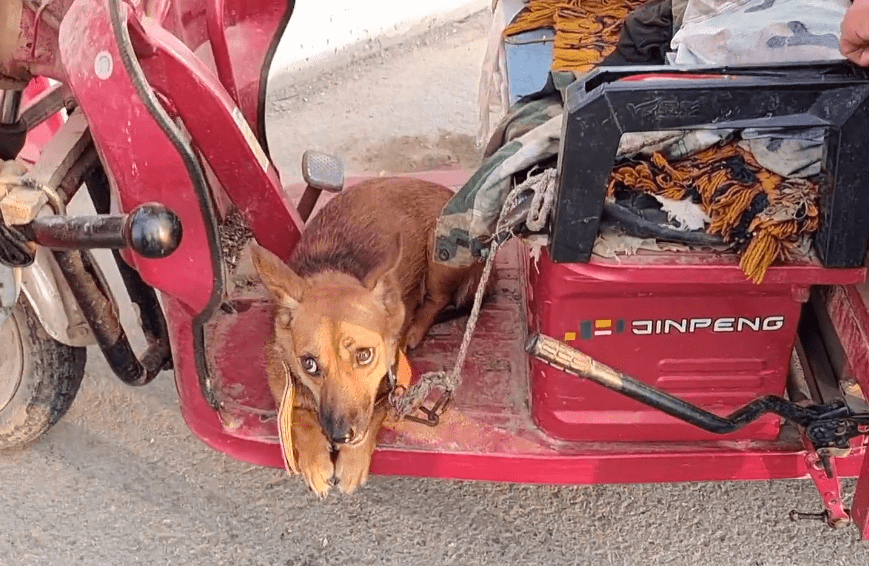 140块,双眼通红满是惶恐的看家犬上了狗肉车,狗贩直言:十块钱我都不喂