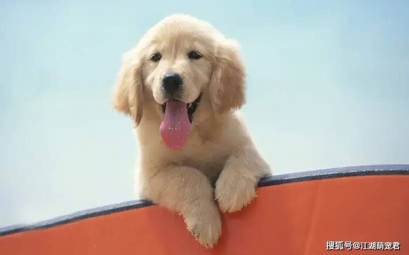 狗狗一生中的5大阶段 你都有用心参与吗 年龄 世界 成犬