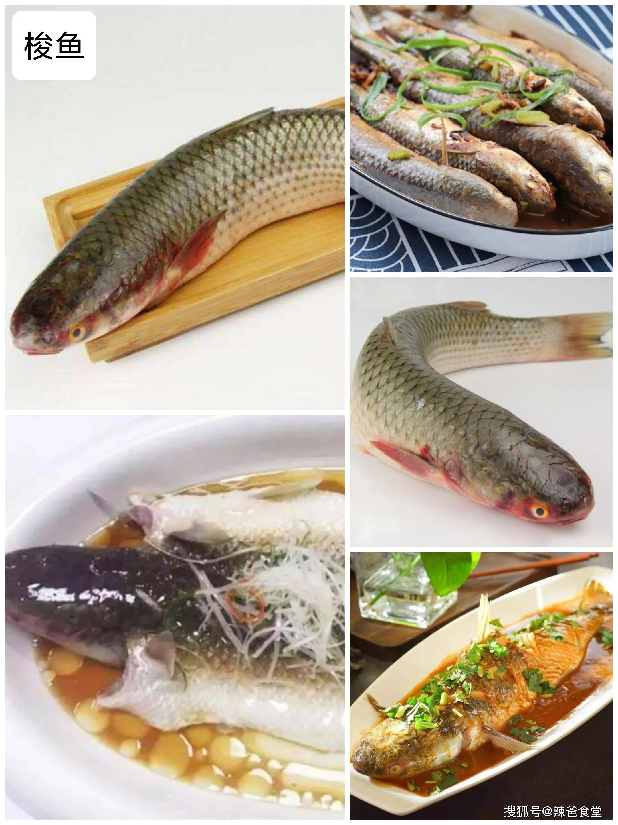 各种海鱼价格与图片图片