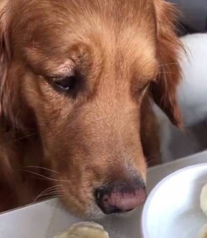 主人喂金毛吃包子,骗它是狗肉馅儿的,狗狗反应亮了