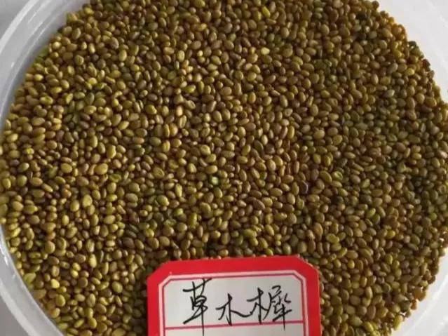 切莫菜图片