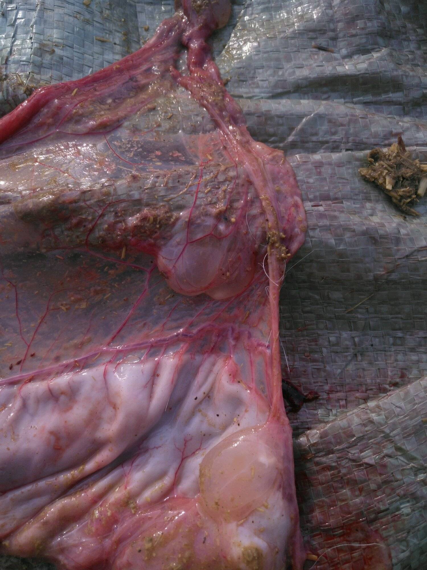 小羊羔莫名其妙地就走了,连续好几只,今天终于找到