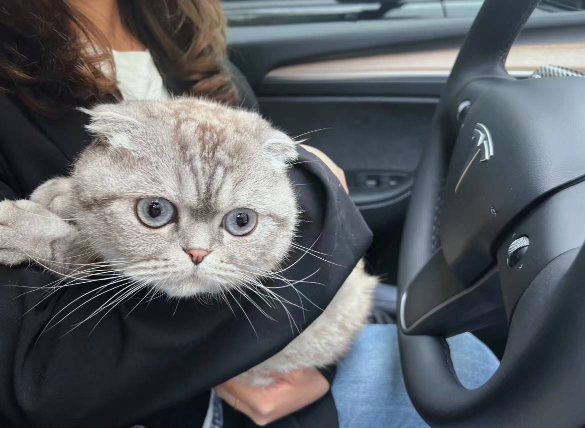 爱猫特斯拉先行一步