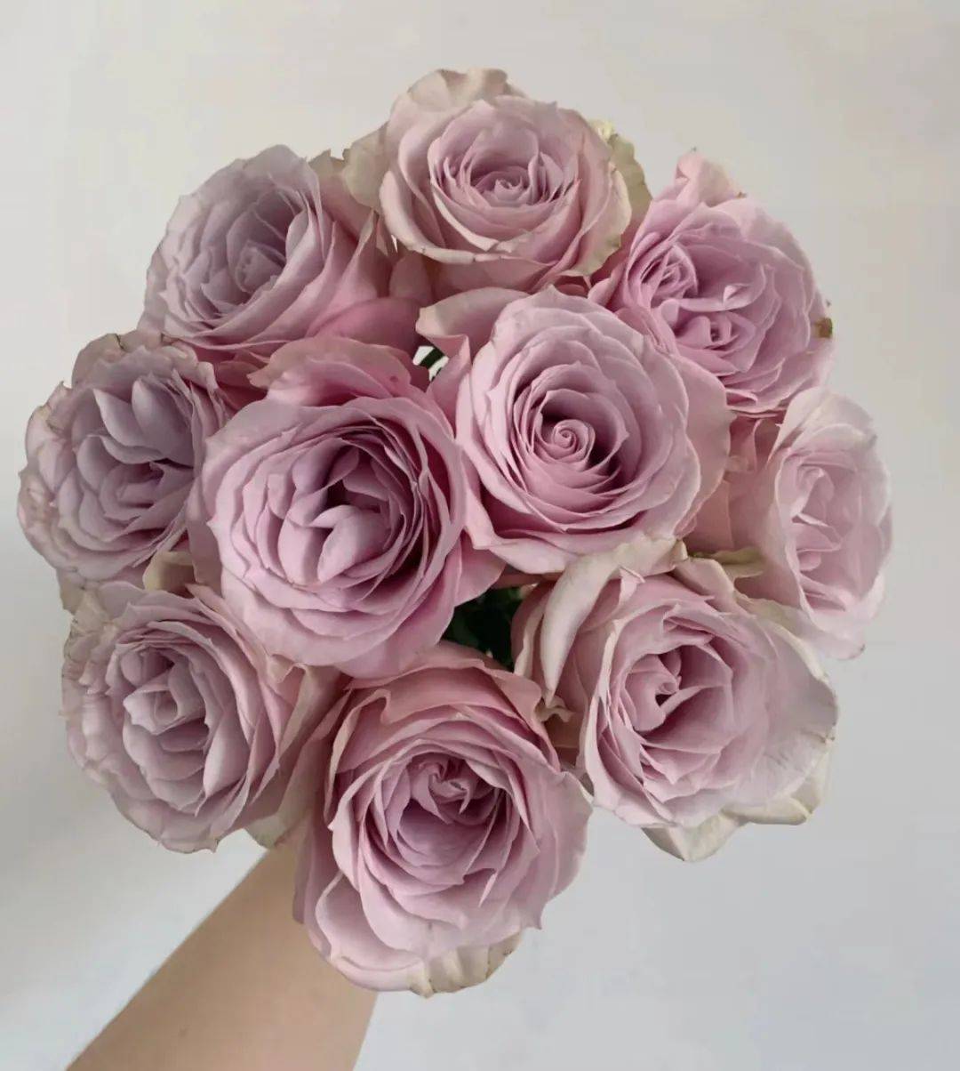 具有独特的魅力碧海又名夜莺,花瓣微微卷曲,刺少,颜色深紫紫霞仙子