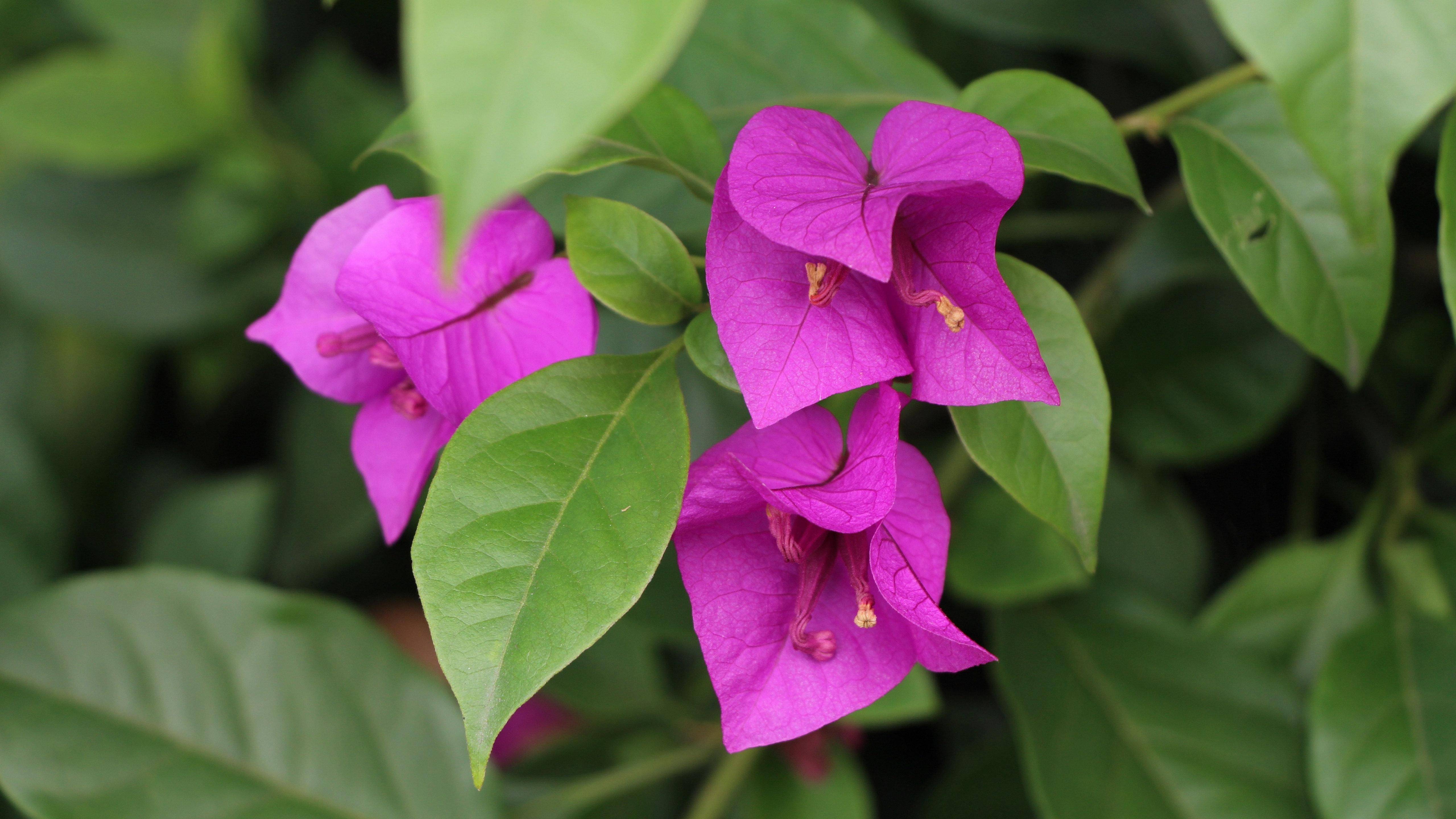 8月9日 15日爱情运势 情真意切 牵肠挂肚 倾心无悔的四大星座 伴侣 单身 未来