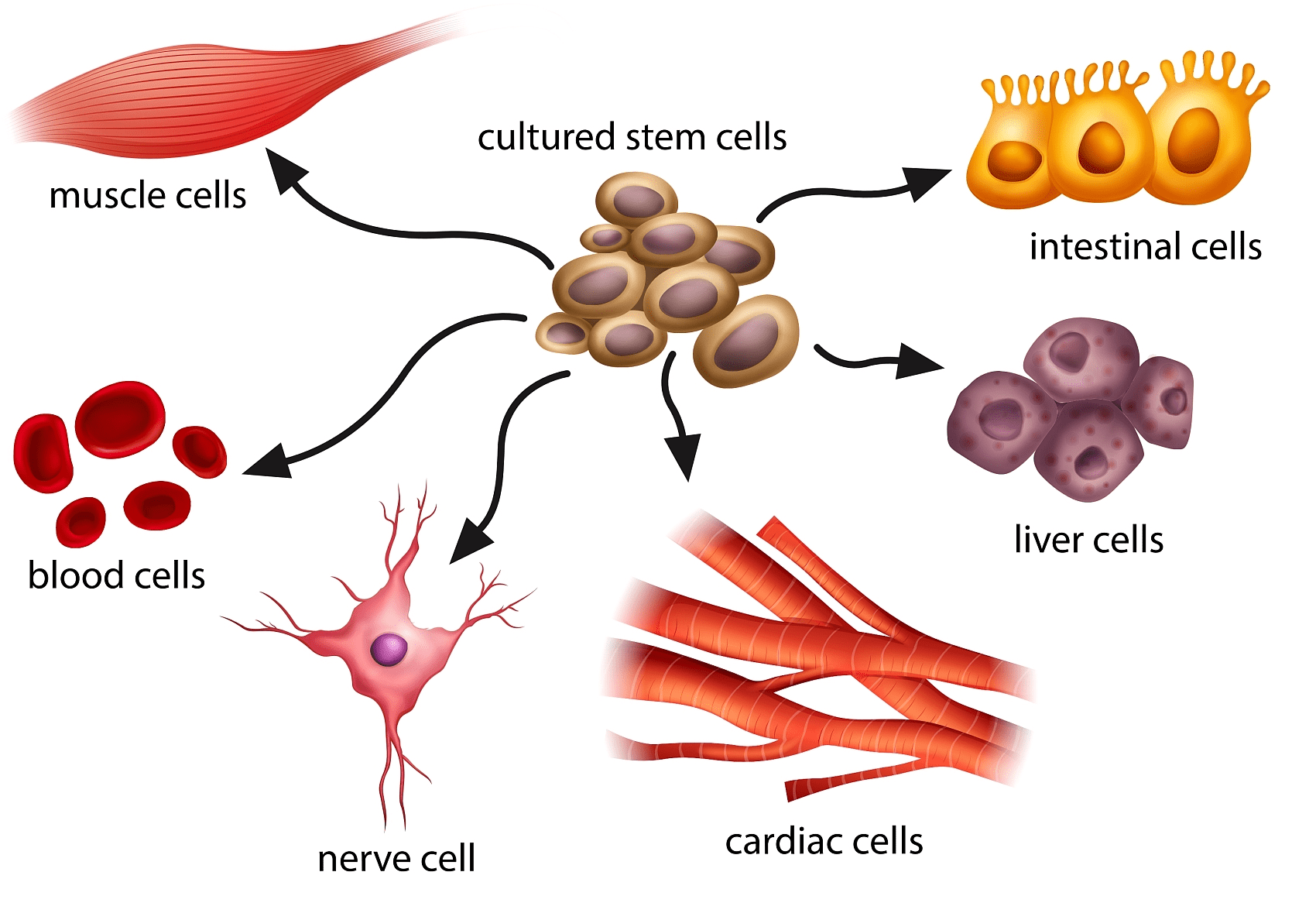 骨,软骨,肌肉,肌腱,韧带,神经,肝,心肌,内皮等多种组织细胞,连续传代