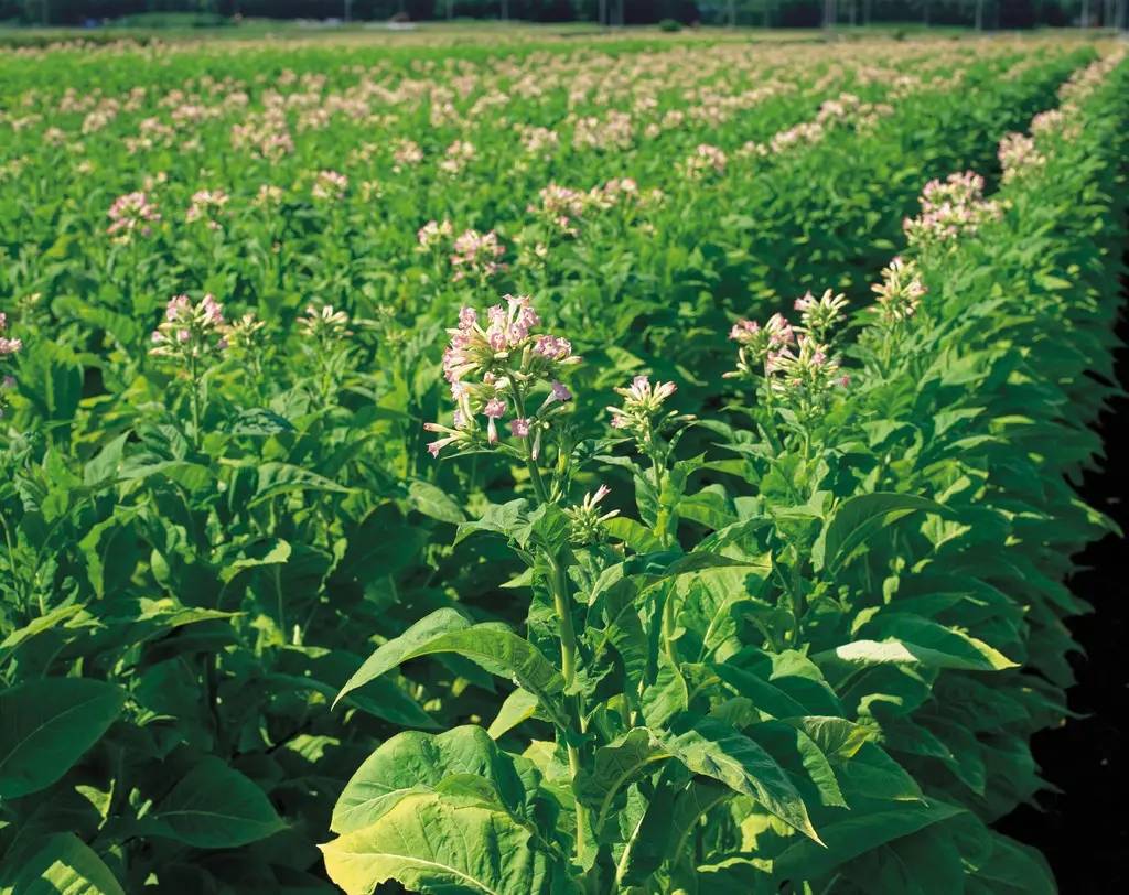 烟叶_植物_中国