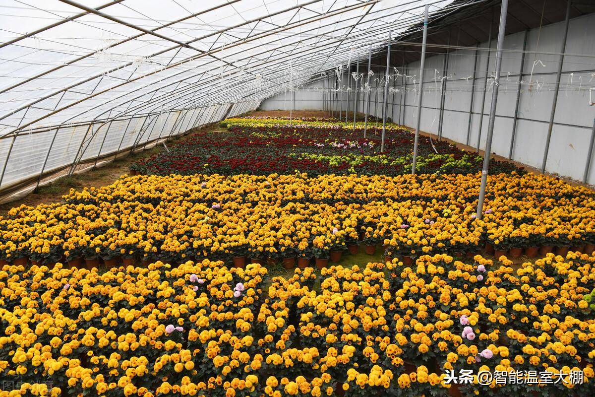 如何使用塑料大棚种植花卉_温度_休眠_气温