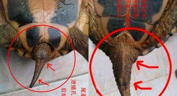 乌龟怎么分公母?教你几招辨别乌龟性别的方法_体重_花纹_龟龟