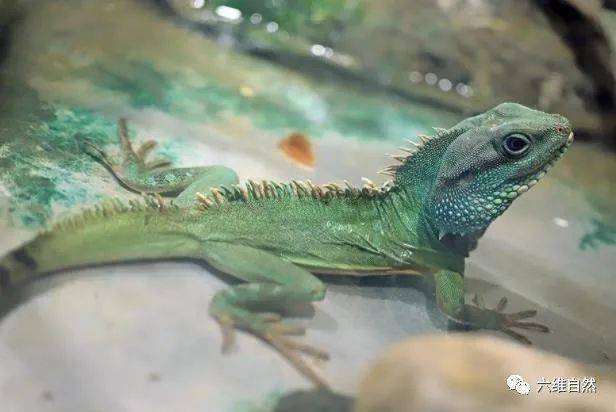 原创云浮发现长鬣蜥是广东体形较大蜥蜴一度认为在郁南野外已灭绝