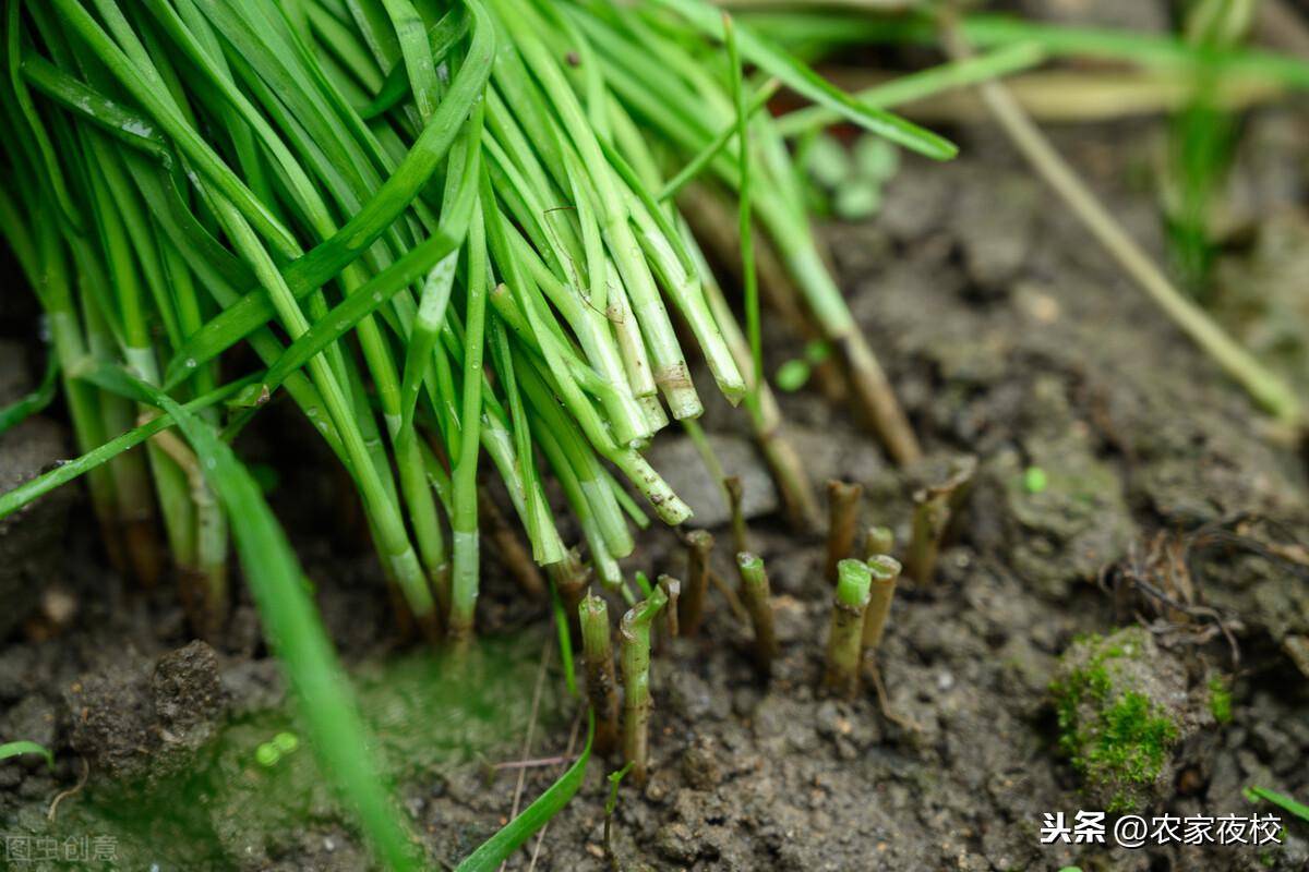 種植韭菜怎麼收割好抓住這6個方法韭菜不生病還長得旺