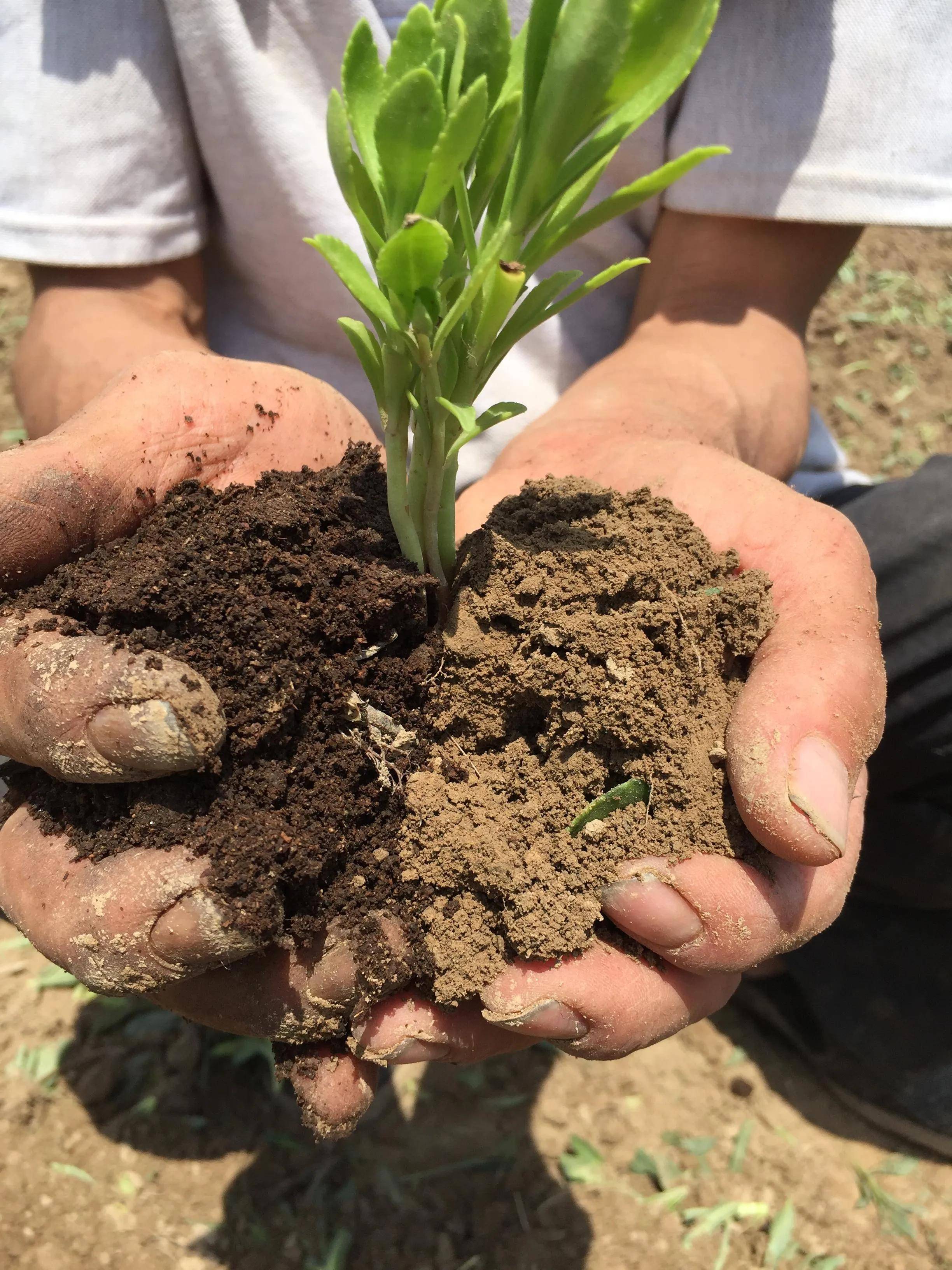 高钙菜一次定植,可连续收获20年 种植前景广阔_管理_进行_栽培