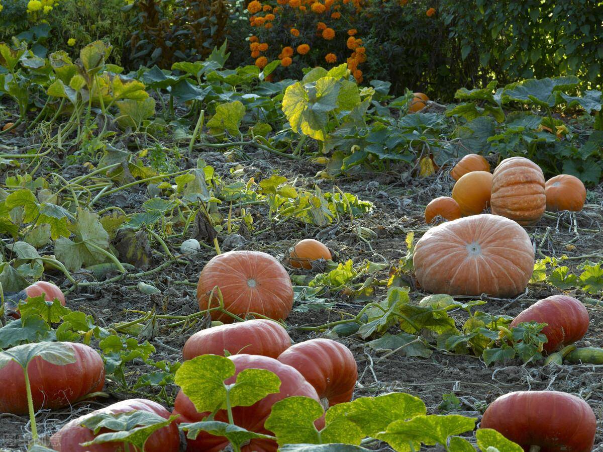 种植知识:南瓜的高产种植方法_时候_cm_瓜蔓