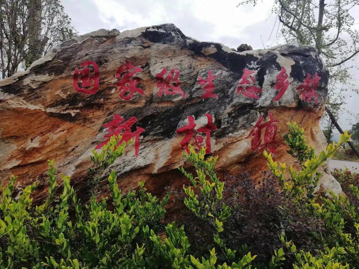 新村镇组织开展2022年小黄姜种植现场培训会_发展_产业_进行