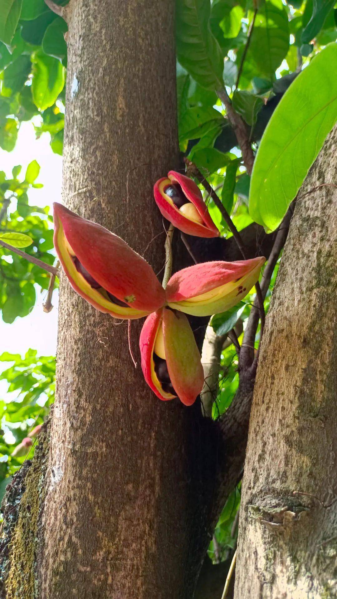 上巷凤眼果文艺作品选登二