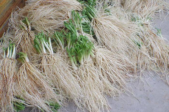 种植韭菜,农村奶奶传授经验:施肥时间是关键,来年韭菜叶肥味香_堆肥
