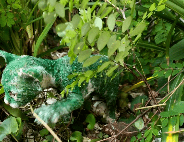 路边惊现"绿色猫"!兽医检查,竟是人为涂抹的油漆._小丽_小猫_猫咪
