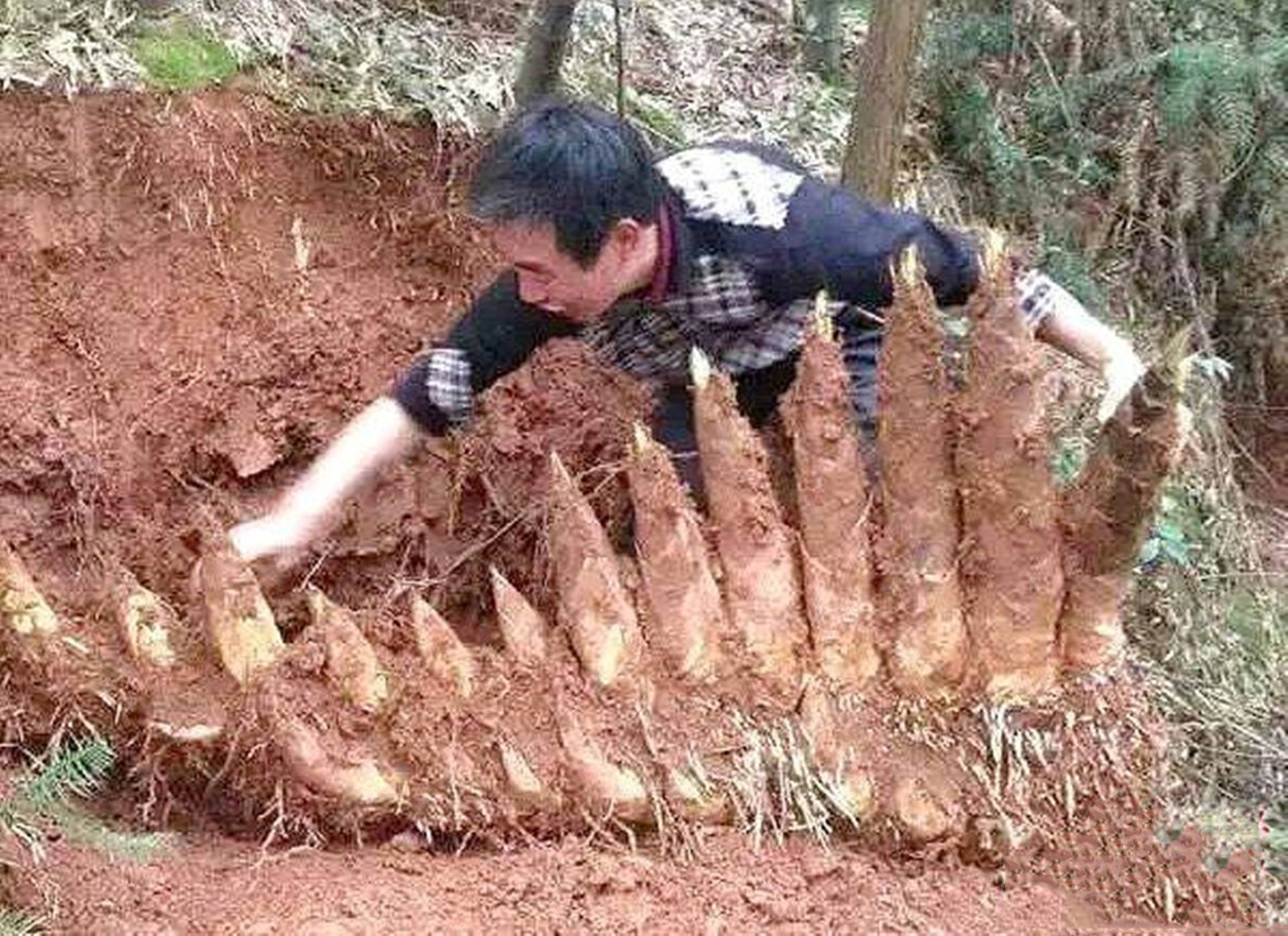 竹子的根系非常发达,它的根系可以轻松地铺展到方圆几平方千米的土地
