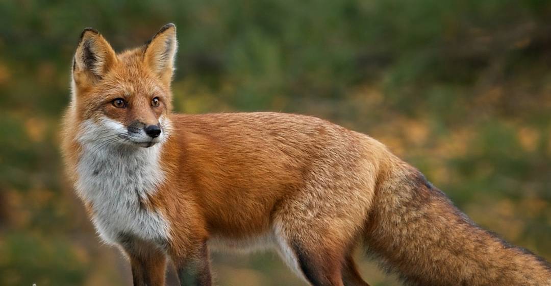 靠一张方脸走红的藏狐,对维持草原生态有突出的贡献_狐狸_生活_形象