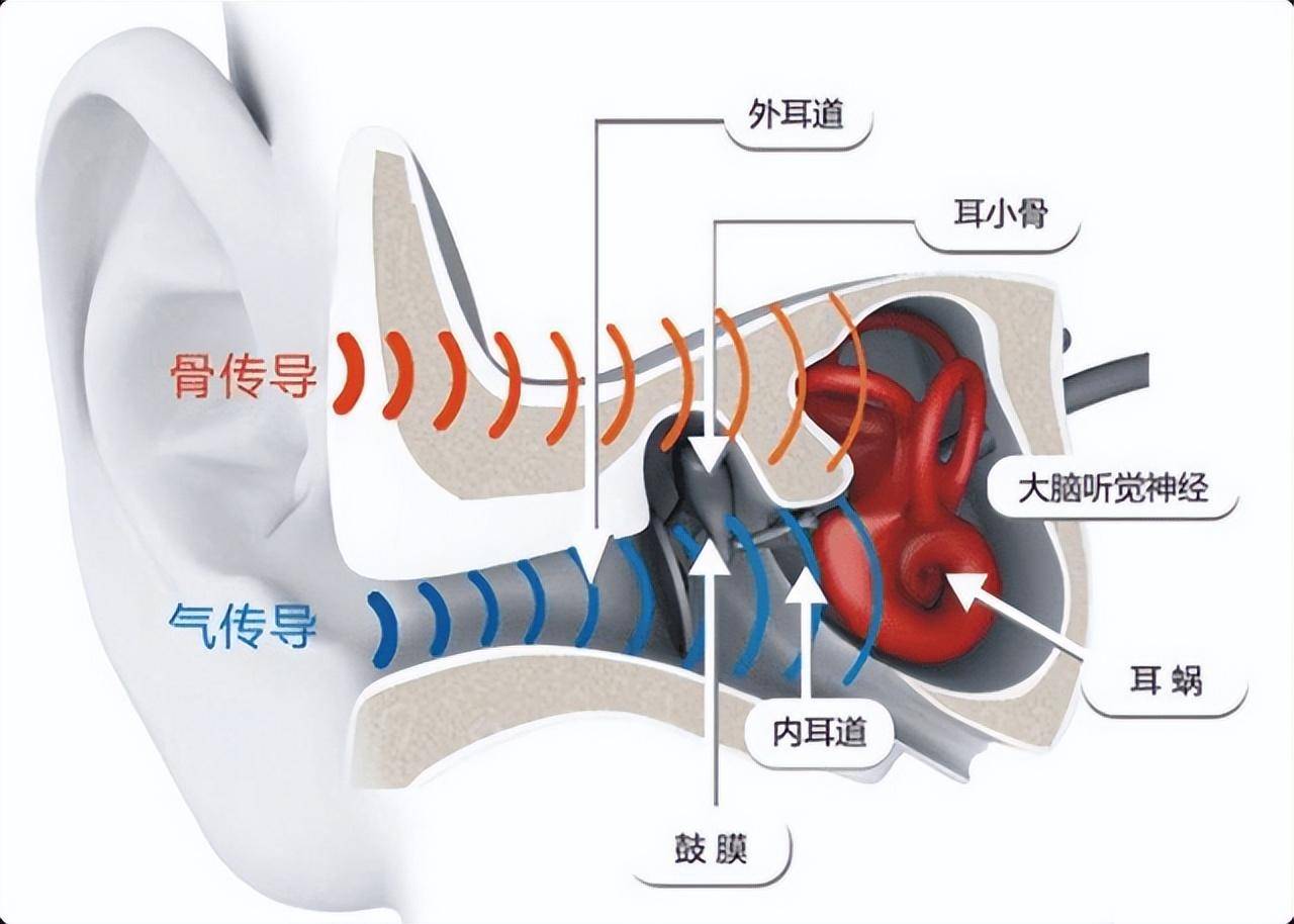 经过外耳道,鼓膜,引起听小骨的微弱震动,通过前庭窗引发螺旋器产生