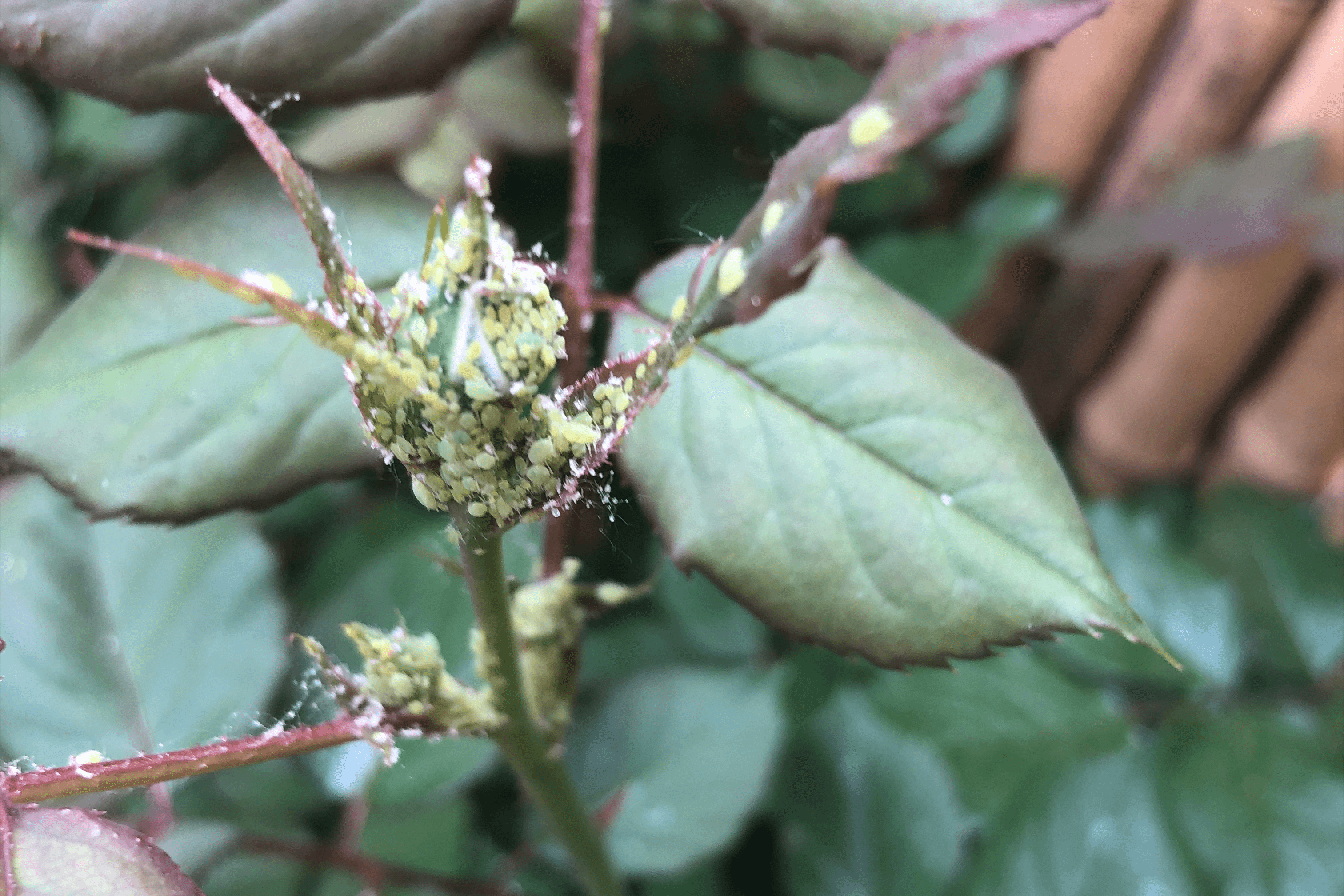 养花常见介壳虫,蚜虫,白粉虱,1个简单方法,不用农药也可清除_花友