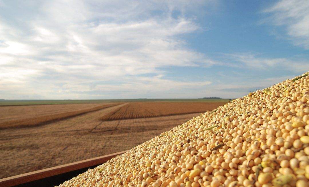 金大丰大豆收割机—玉米大豆复合种植区域大豆收割利器_东北_用户