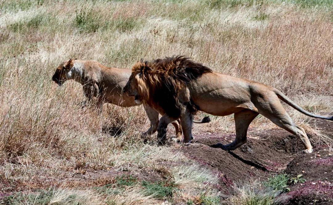 6只母狮围攻1只雄狮,连毛都扒光了,是争风吃醋还是另有隐情?