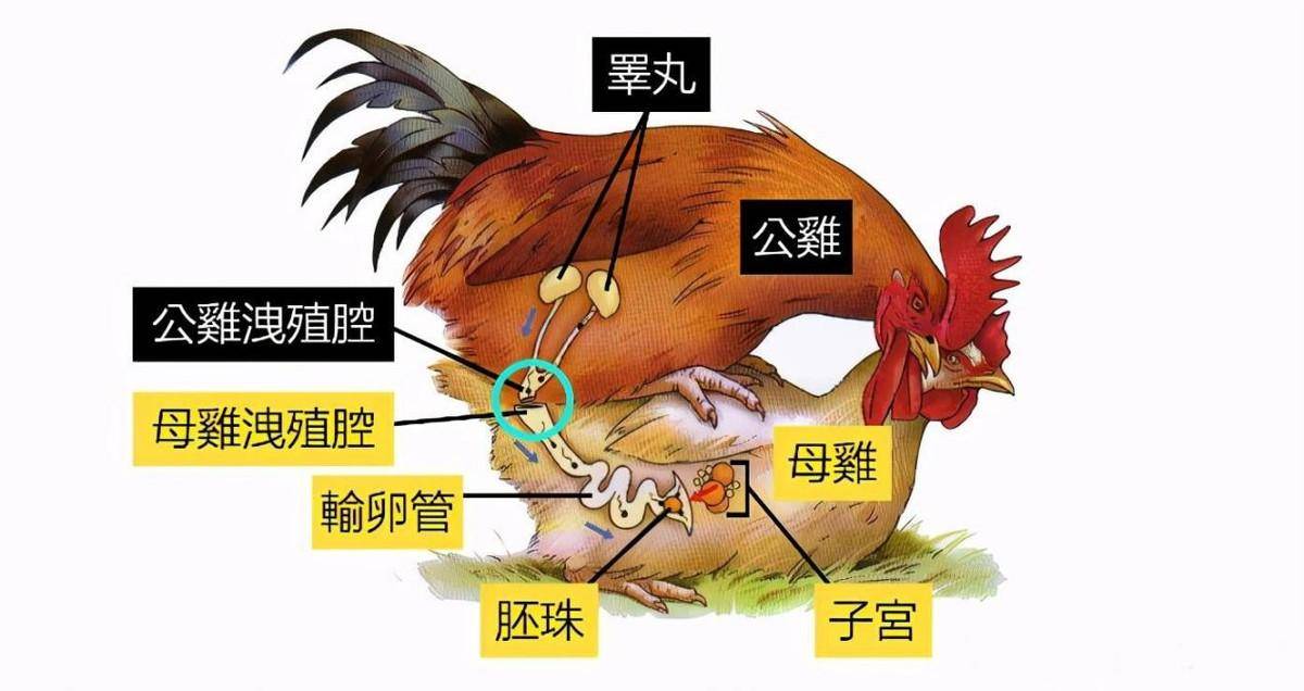 母鸡生理解剖面图图片